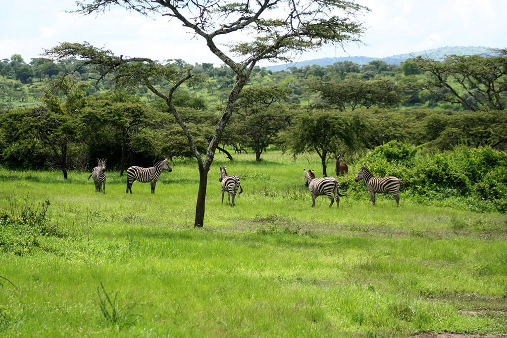 Akagera National Park : Akagera National Park :