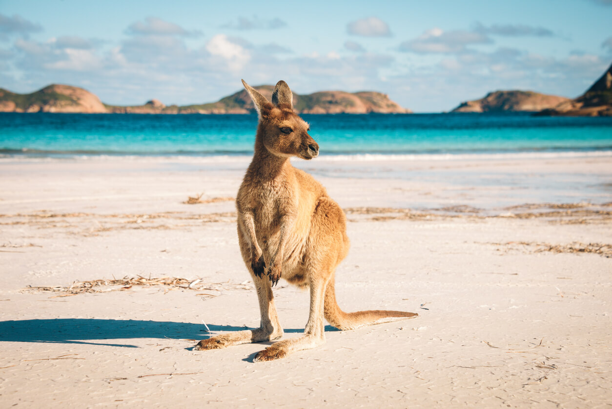 Australien: Un kangourou sur une plage de Lucky Bay dans le parc national de Cape Range