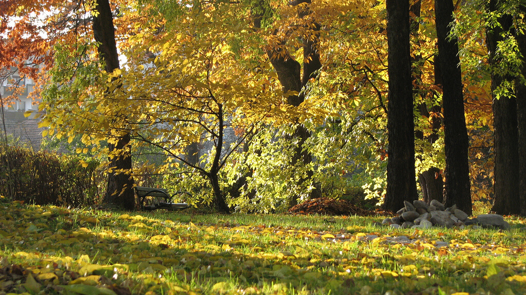 Cluj-Napoca : Cluj-Napoca :