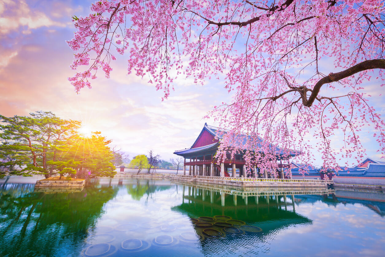 Sydkorea: Palais de Gyeongbokgung (Séoul) avec les cerisiers en fleurs au printemps
