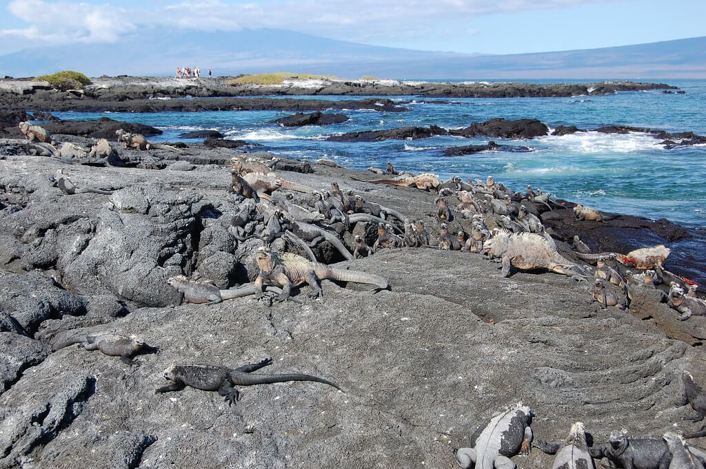 Fernandina Island : Fernandina Island :