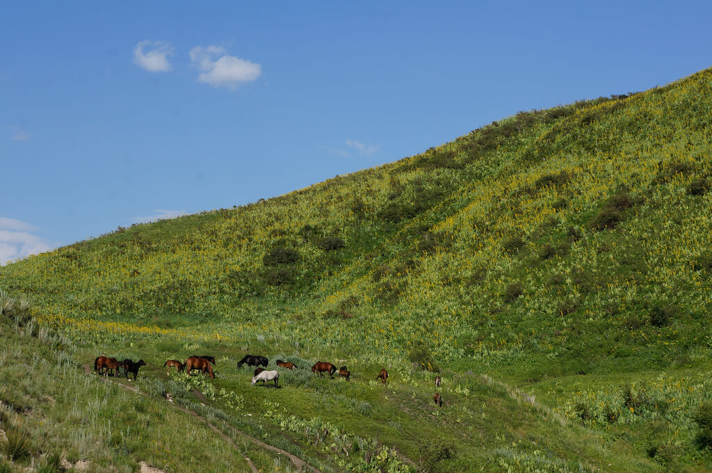 Jalal-Abad : Jalal-Abad :