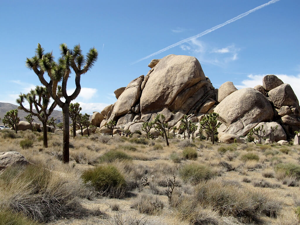 Joshua Tree National Park : 