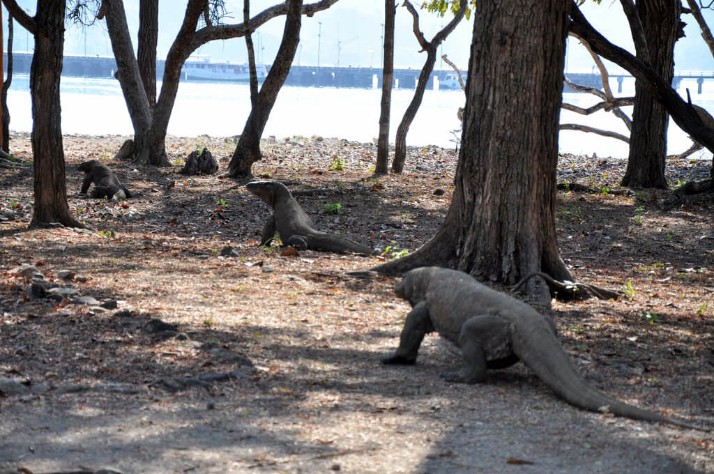 Komodo island :  Komodo island :