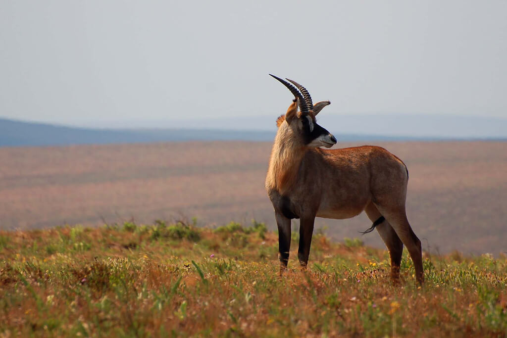 Nyika National Park : Nyika National Park :