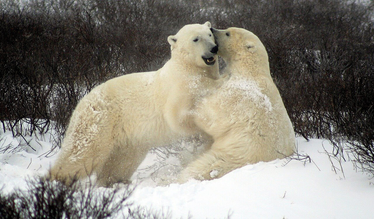 Churchill : Churchill Churchill : Churchill