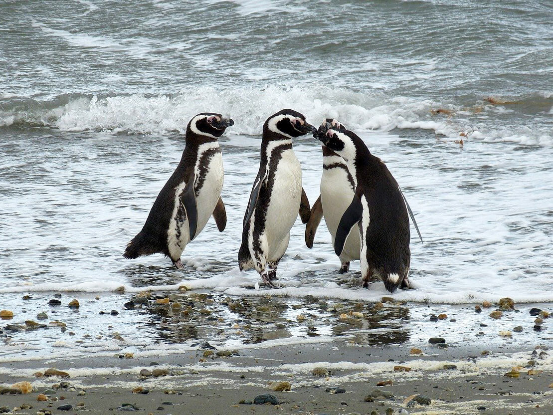 Punta Arenas : Punta Arenas