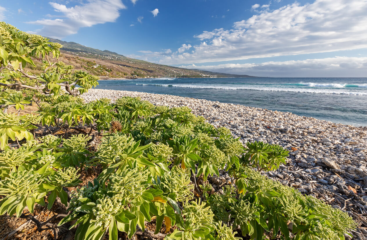 Saint-Leu : Ville de Saint-Leu Saint-Leu : Ville de Saint-Leu