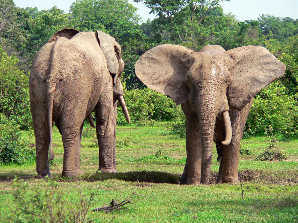 Mole National Park : Mole National Park :