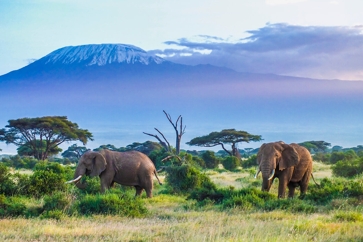 Tanzania: Deux éléphants et le Kilimandjaro en arrière plan Tanzania: Deux éléphants et le Kilimandjaro en arrière plan