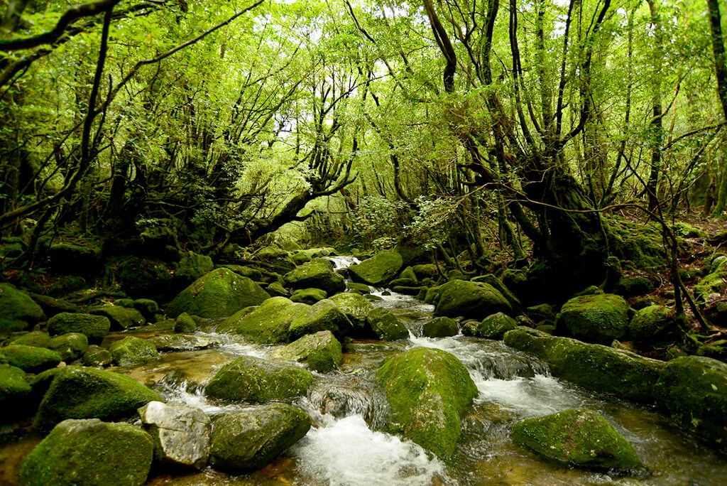 Yakushima : 