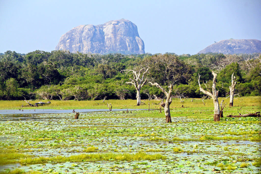 Yala National Park : 