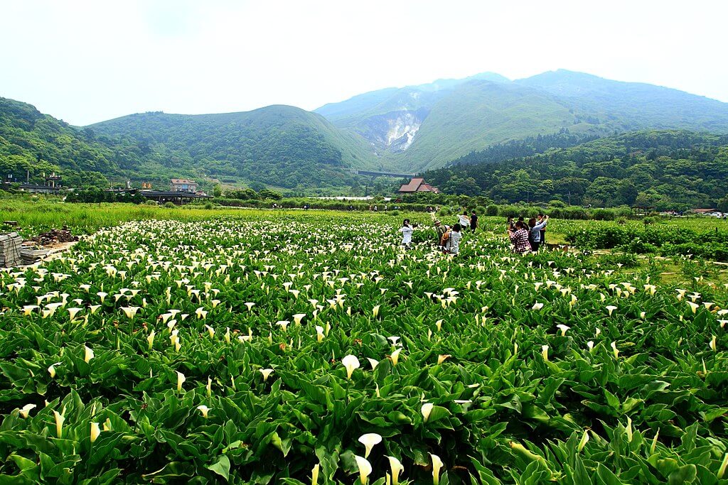 Yangmingshan National Park : 